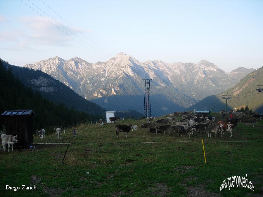 1-mucche sulle piste....JPG